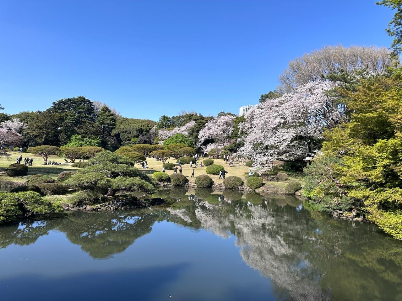 Trees mirrored in a still pond at Shinjuku Gyoen.
