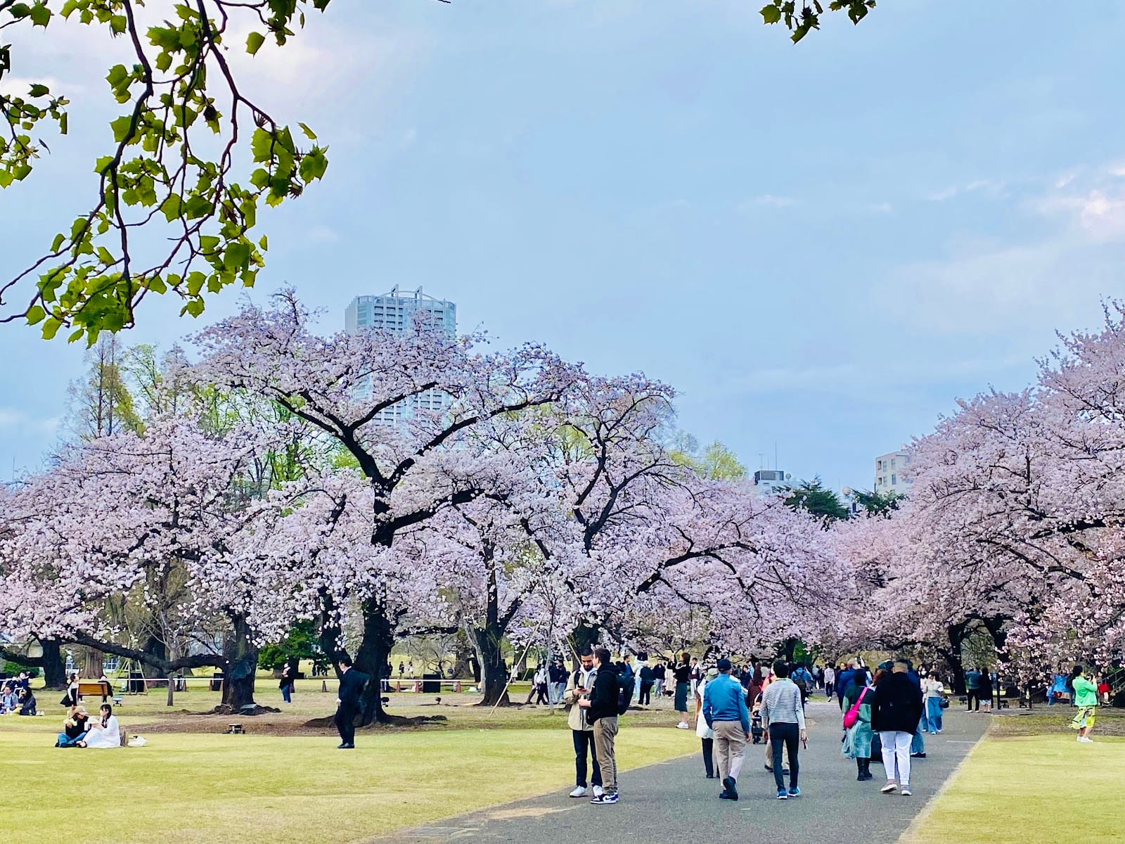 Visitors under blossoming cherry trees on the lawns of Shinjuku Gyoen.