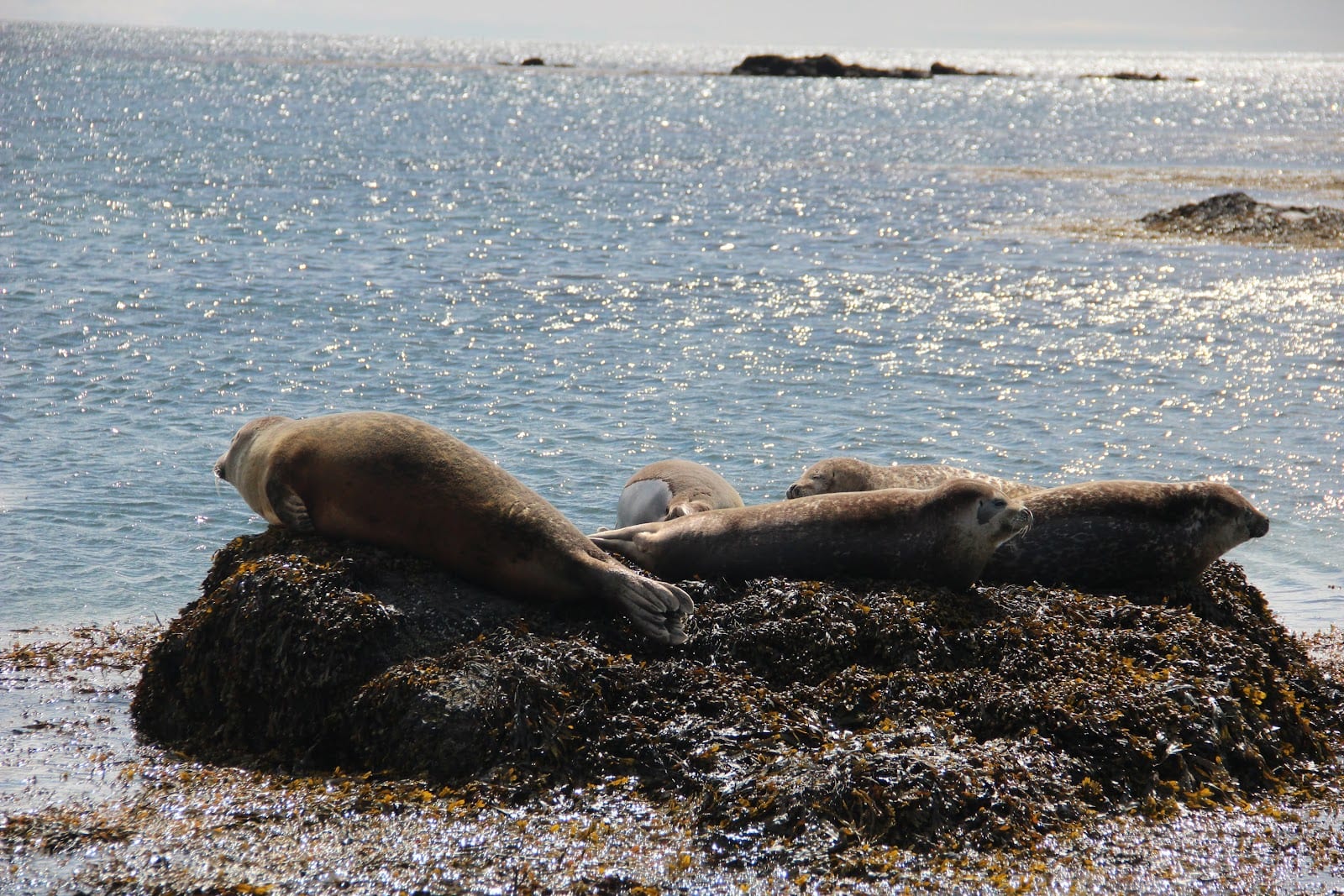 Ytri Tunga Beach in Reykjavik