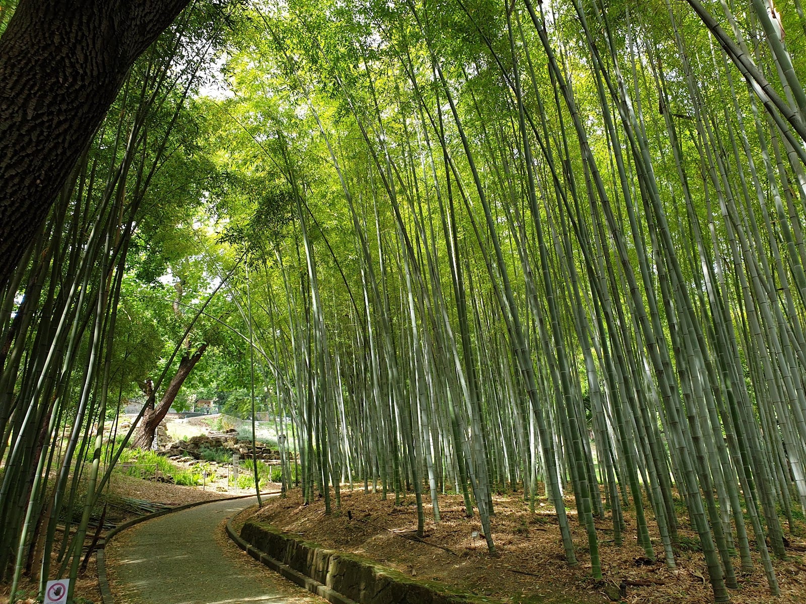 The bamboo grove in the Rome Botanical Garden in Trastevere.