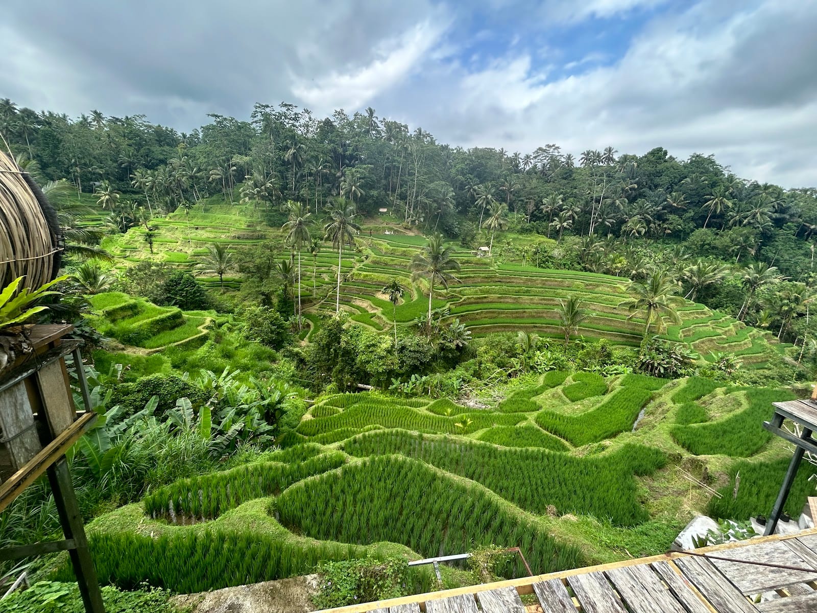 Tegallalang Rice Terrace in Bali