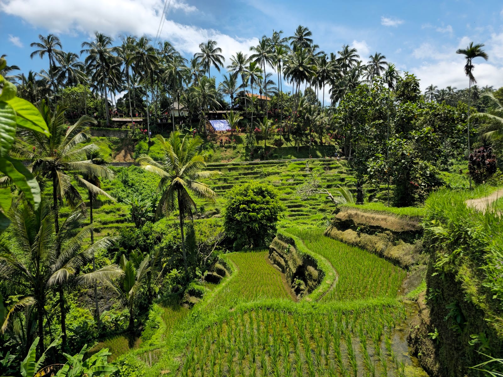 Tegallalang Rice Terrace in Bali