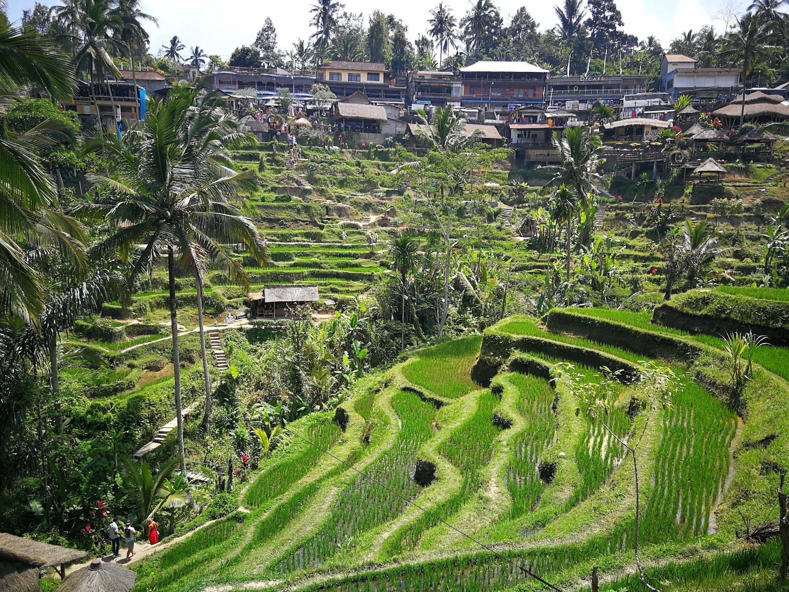 Tegallalang Rice Terrace in Bali