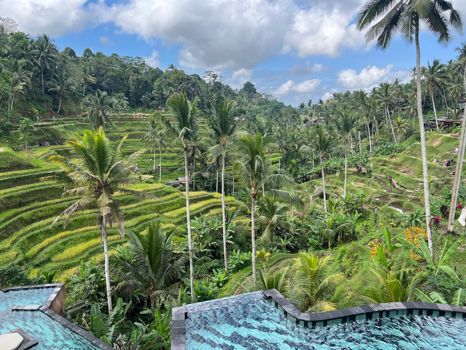 Green rice terraces with palm trees cover a hillside, with walking paths and visitors visible among the fields.
