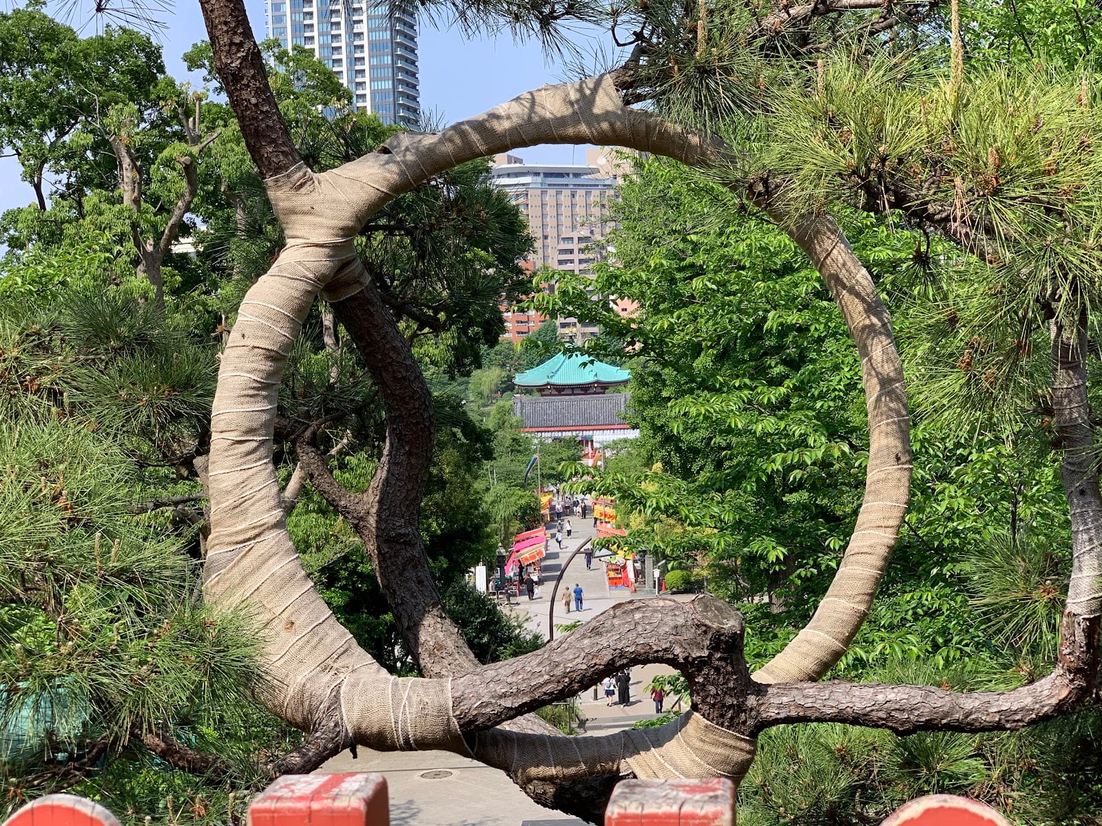 The circular Moon Pine framing the view down to Shinobazu Pond from Kiyomizu Kannon-do.