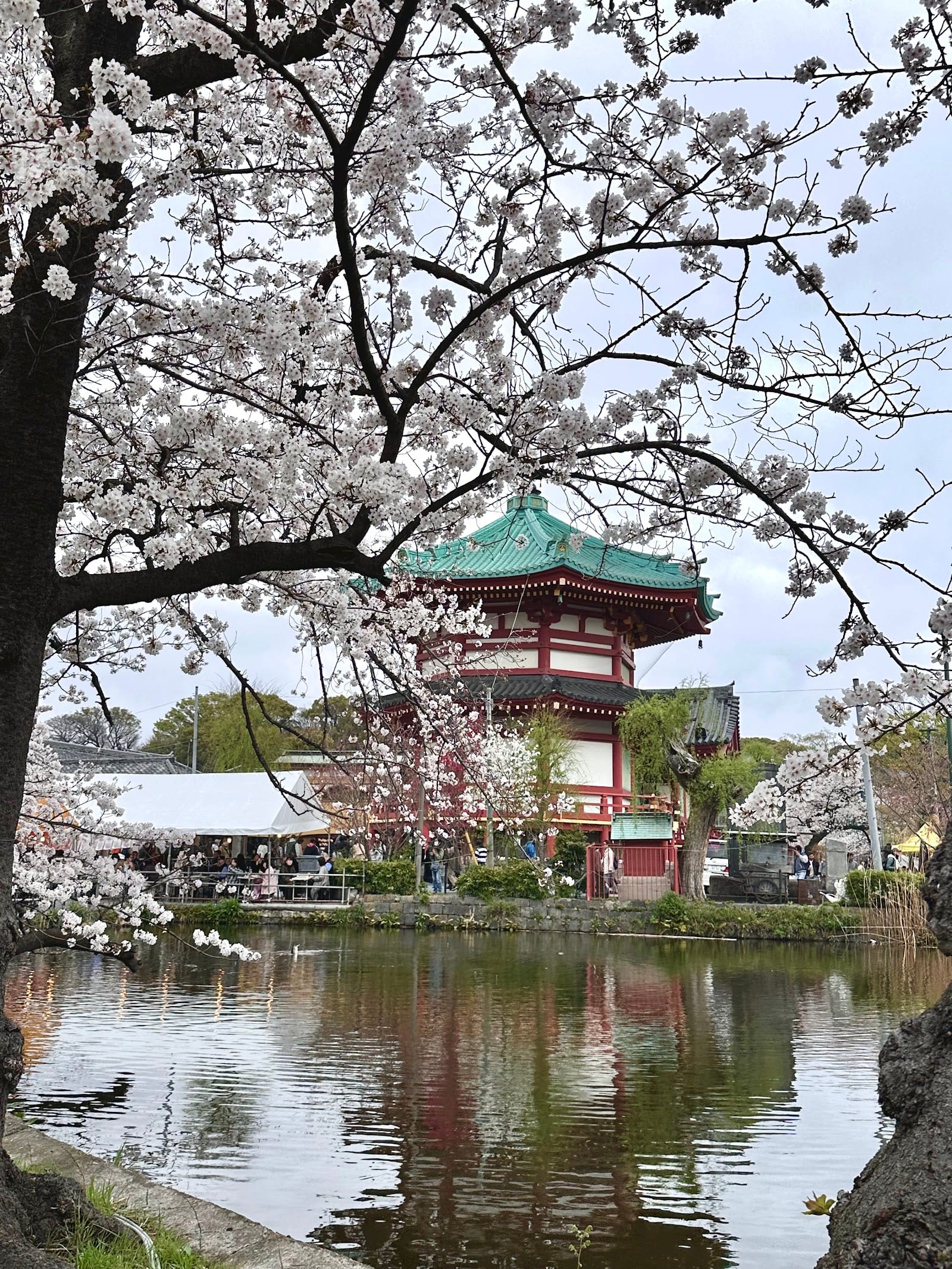 Rowboats among cherry blossoms on Shinobazu Pond in Ueno.