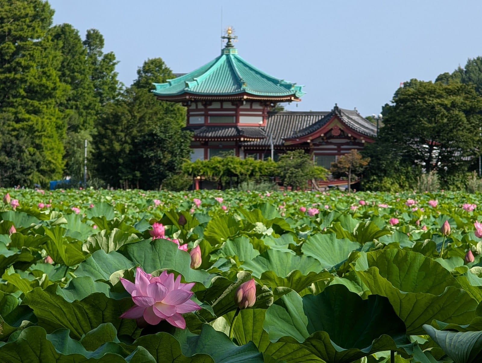 Bentendo temple on its island at Shinobazu Pond, ringed by summer lotuses.
