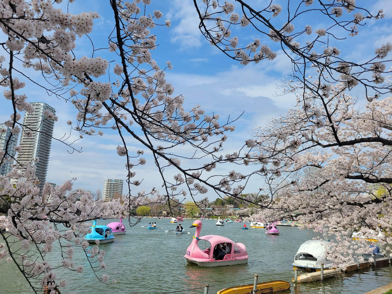 Swan boats among cherry blossoms on Shinobazu Pond.