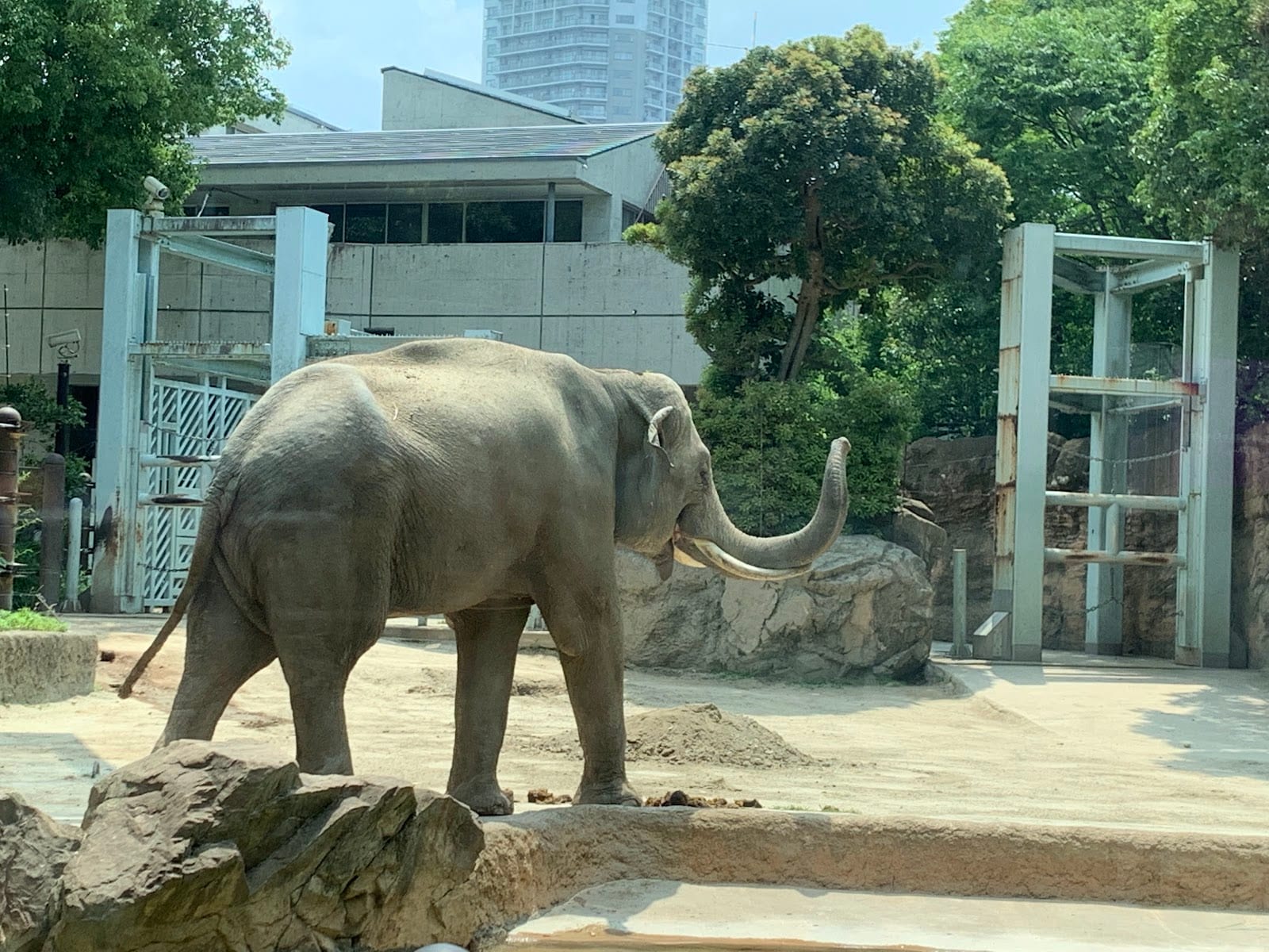 An elephant in its enclosure at Ueno Zoo.
