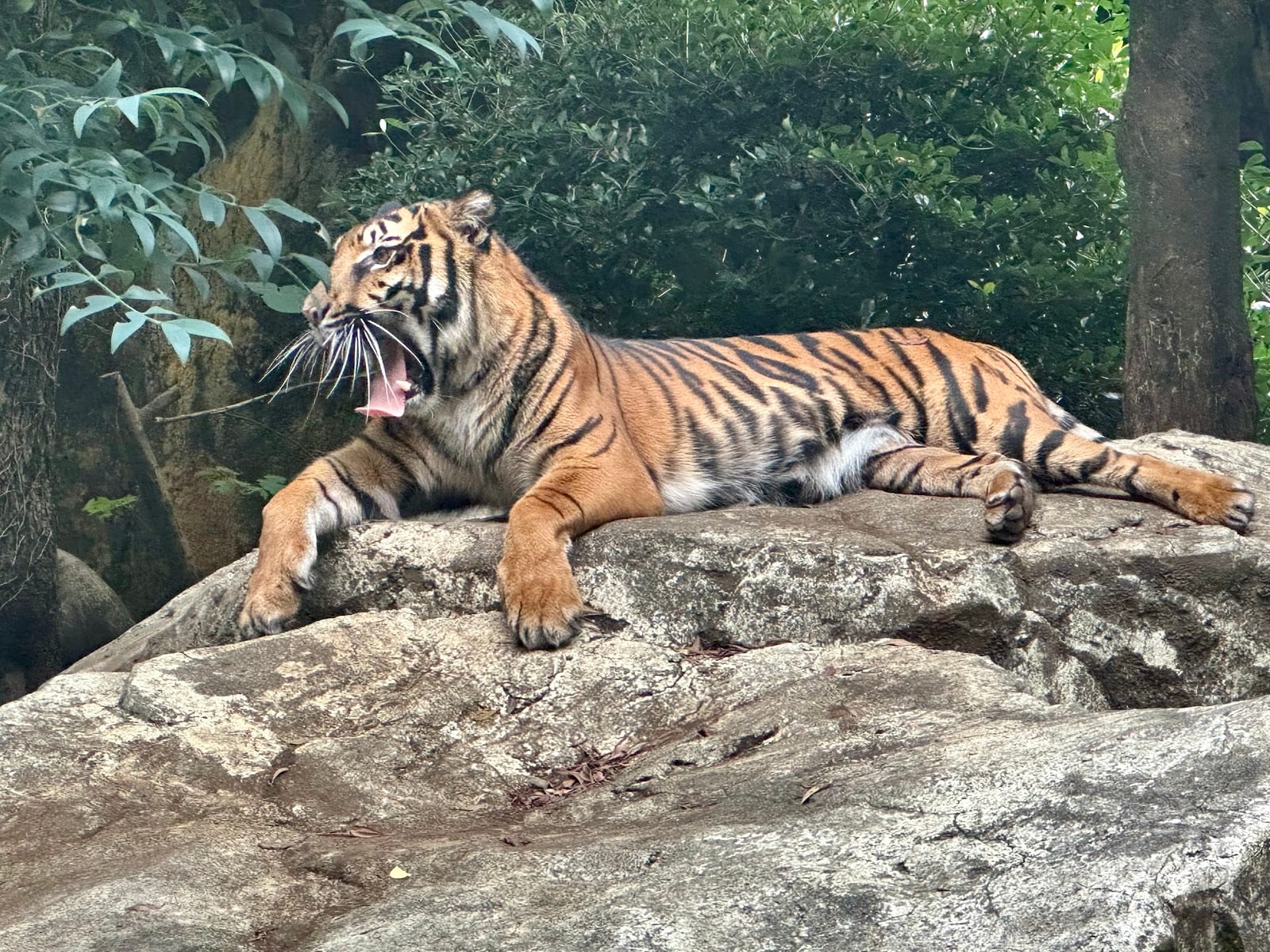 A tiger resting at Ueno Zoo.