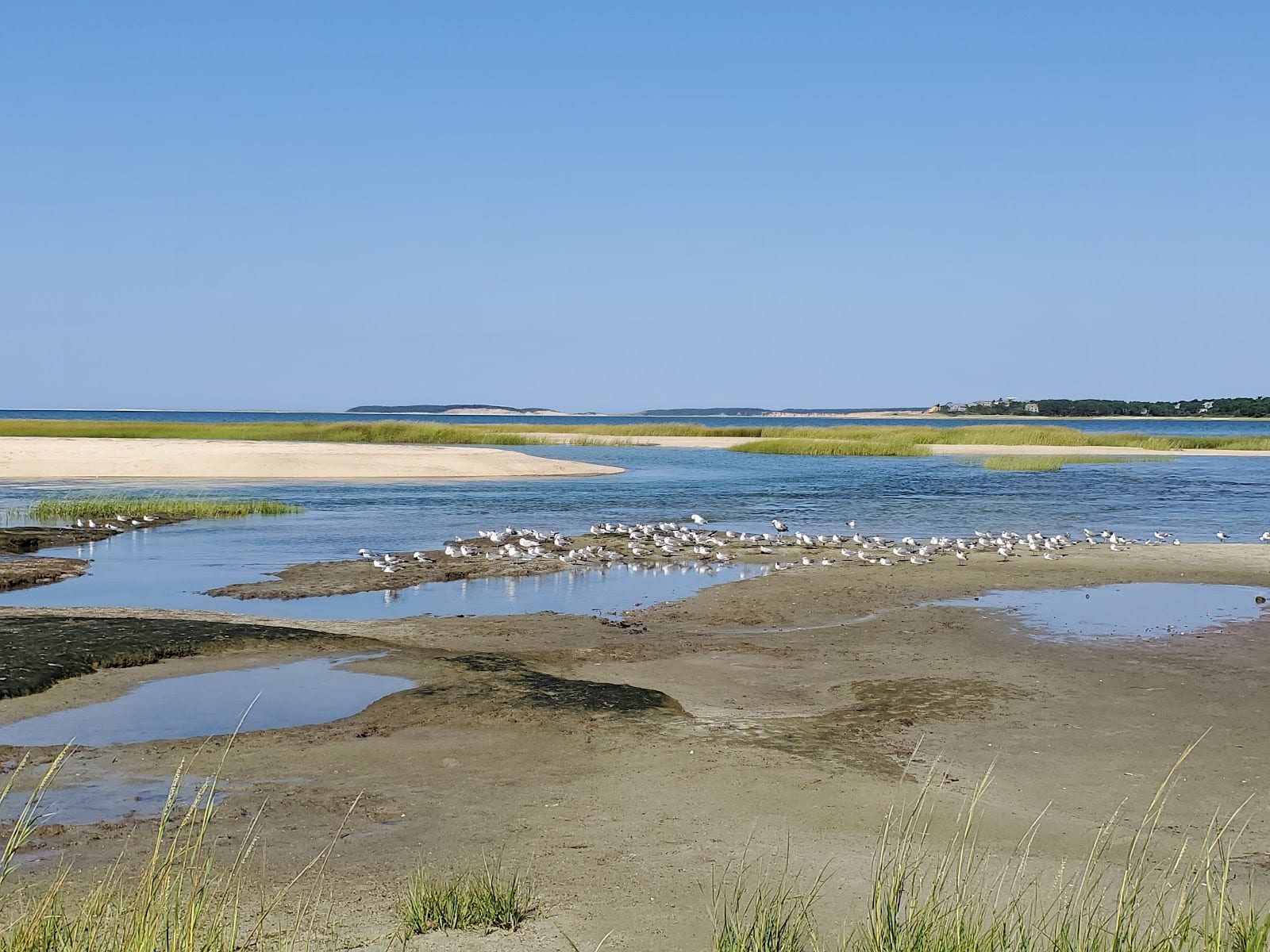 Mass Audubon Wellfleet Bay Wildlife Sanctuary in Cape Cod