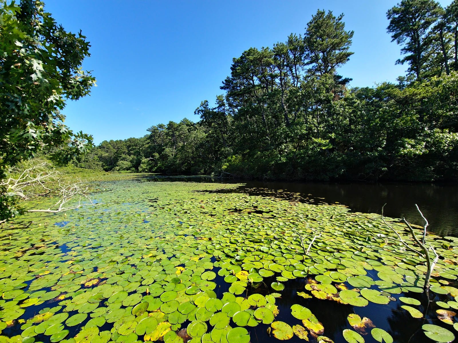 Mass Audubon Wellfleet Bay Wildlife Sanctuary in Cape Cod