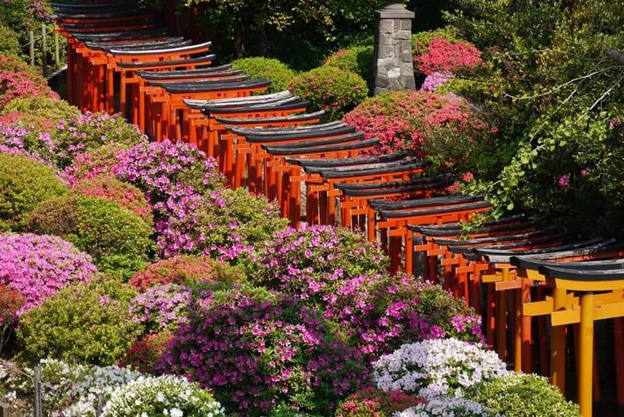 Azaleas blooming beneath the torii gates at Nezu Shrine.