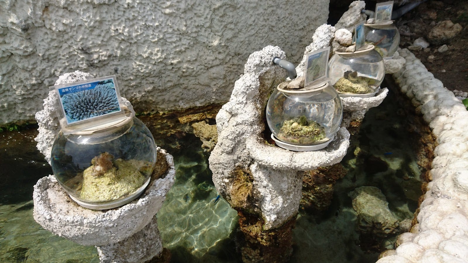 Sango Batake Coral Farm in Okinawa