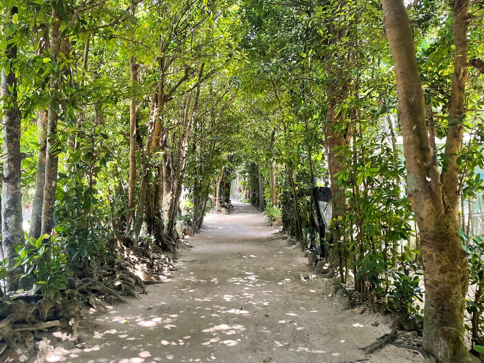 Bise Fukugi Tree Road in Okinawa