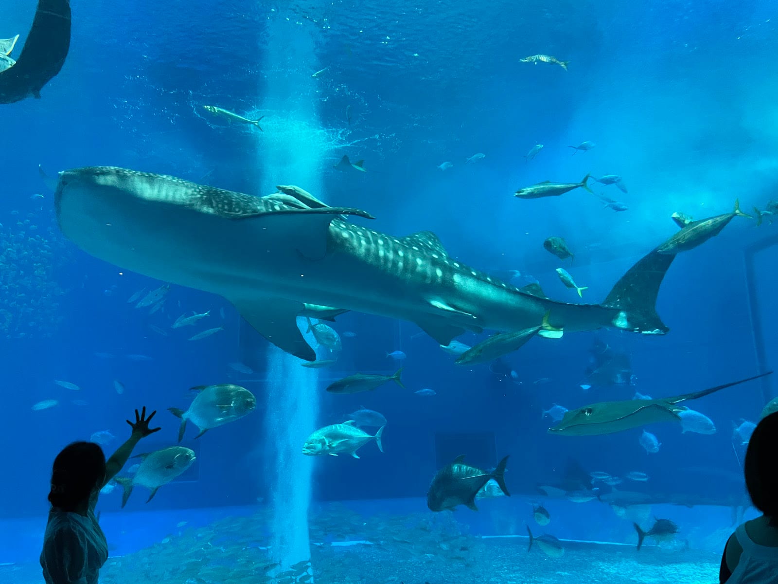 Okinawa Churaumi Aquarium in Okinawa