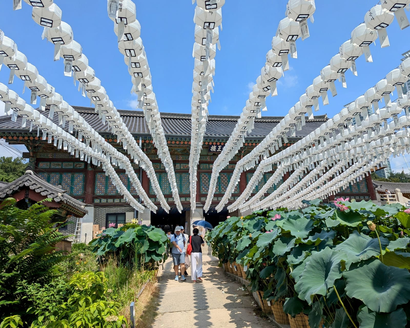 A temple hall at Bongeunsa Temple is framed by rows of white lanterns and lotus plants.