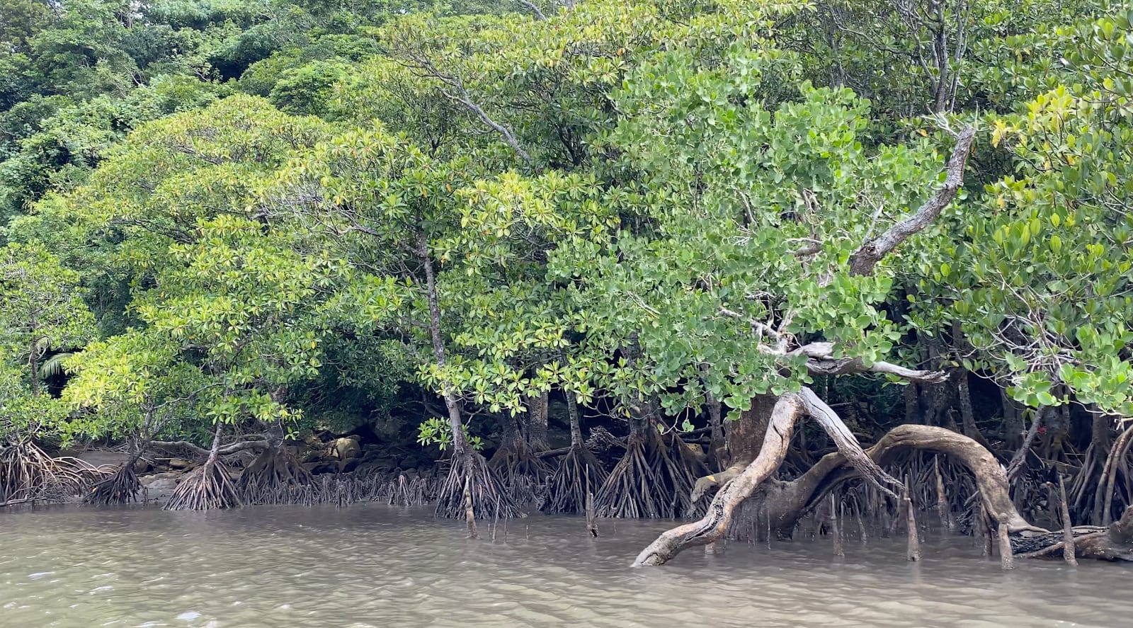 Iriomote Island in Okinawa