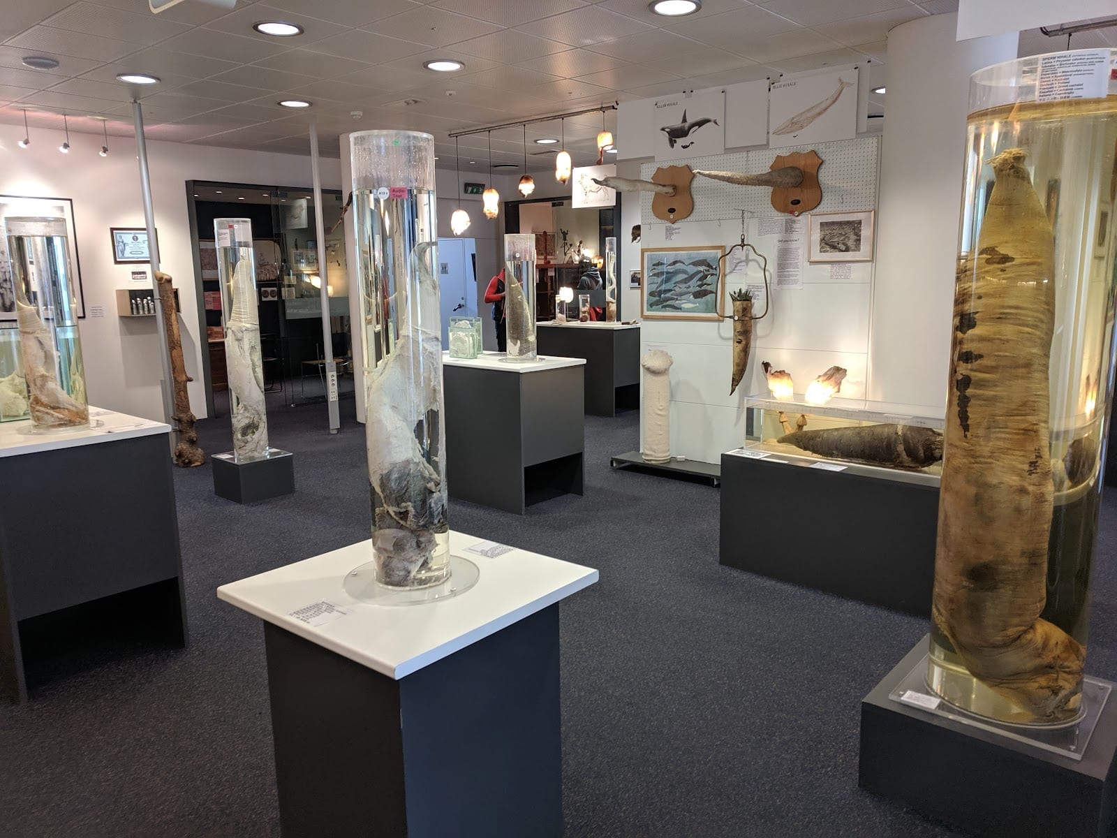 Icelandic Phallological Museum in Reykjavik