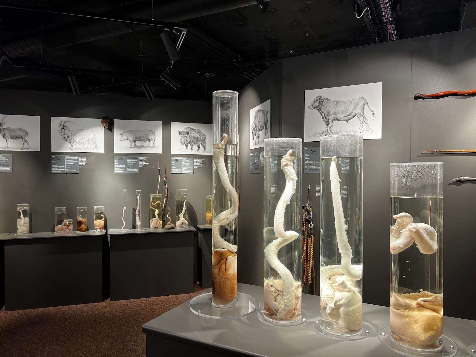Icelandic Phallological Museum in Reykjavik