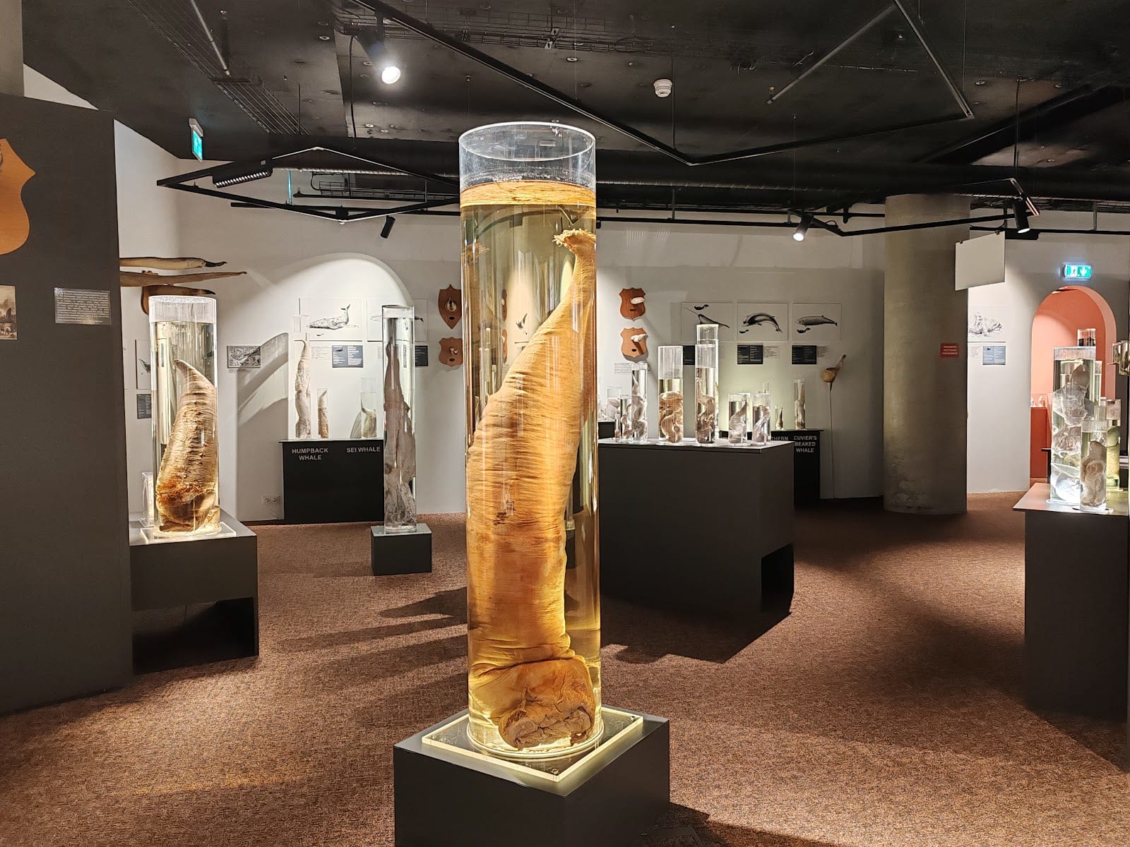 Icelandic Phallological Museum in Reykjavik
