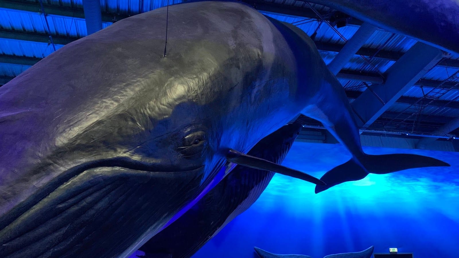 Whales of Iceland in Reykjavik