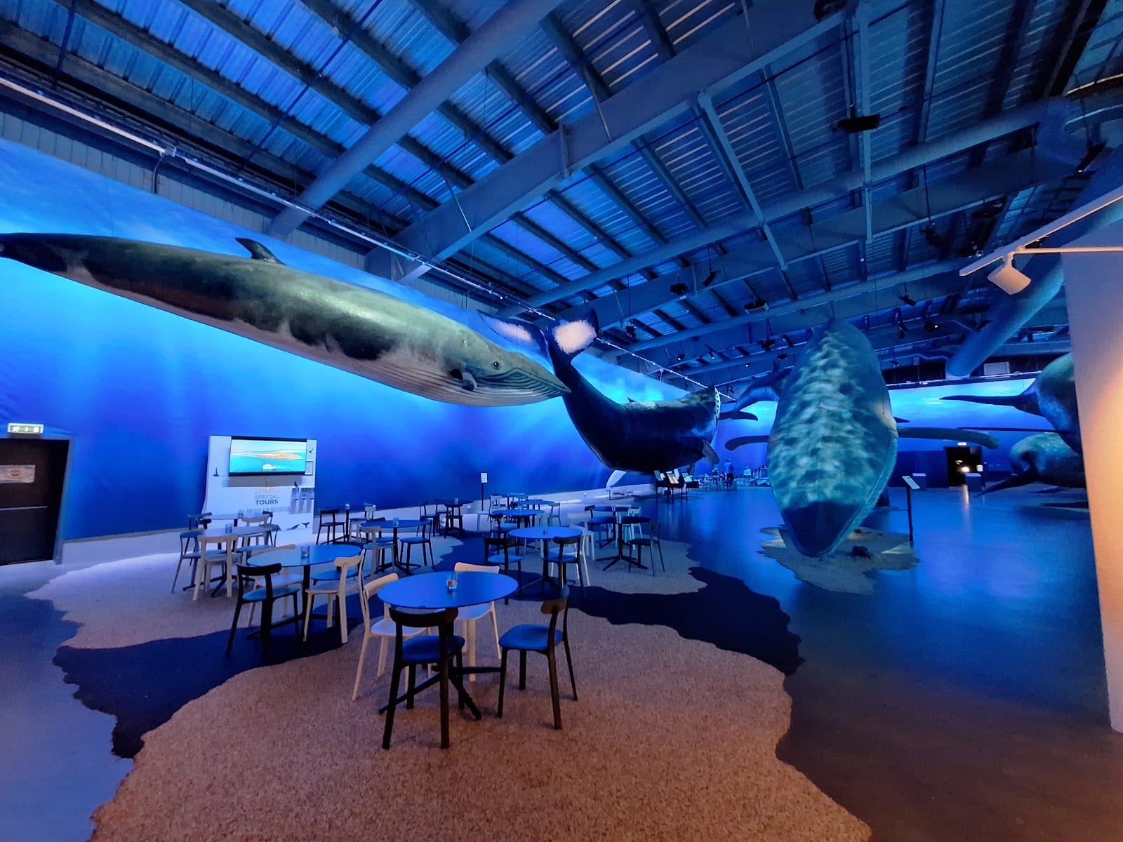 Whales of Iceland in Reykjavik