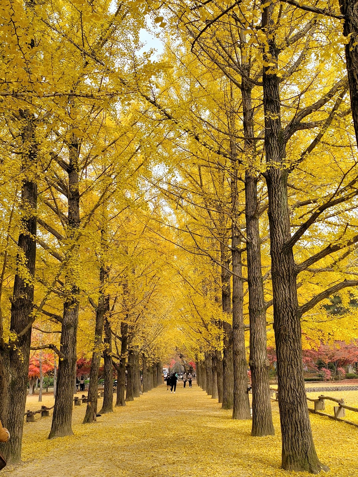Nami Island in Seoul