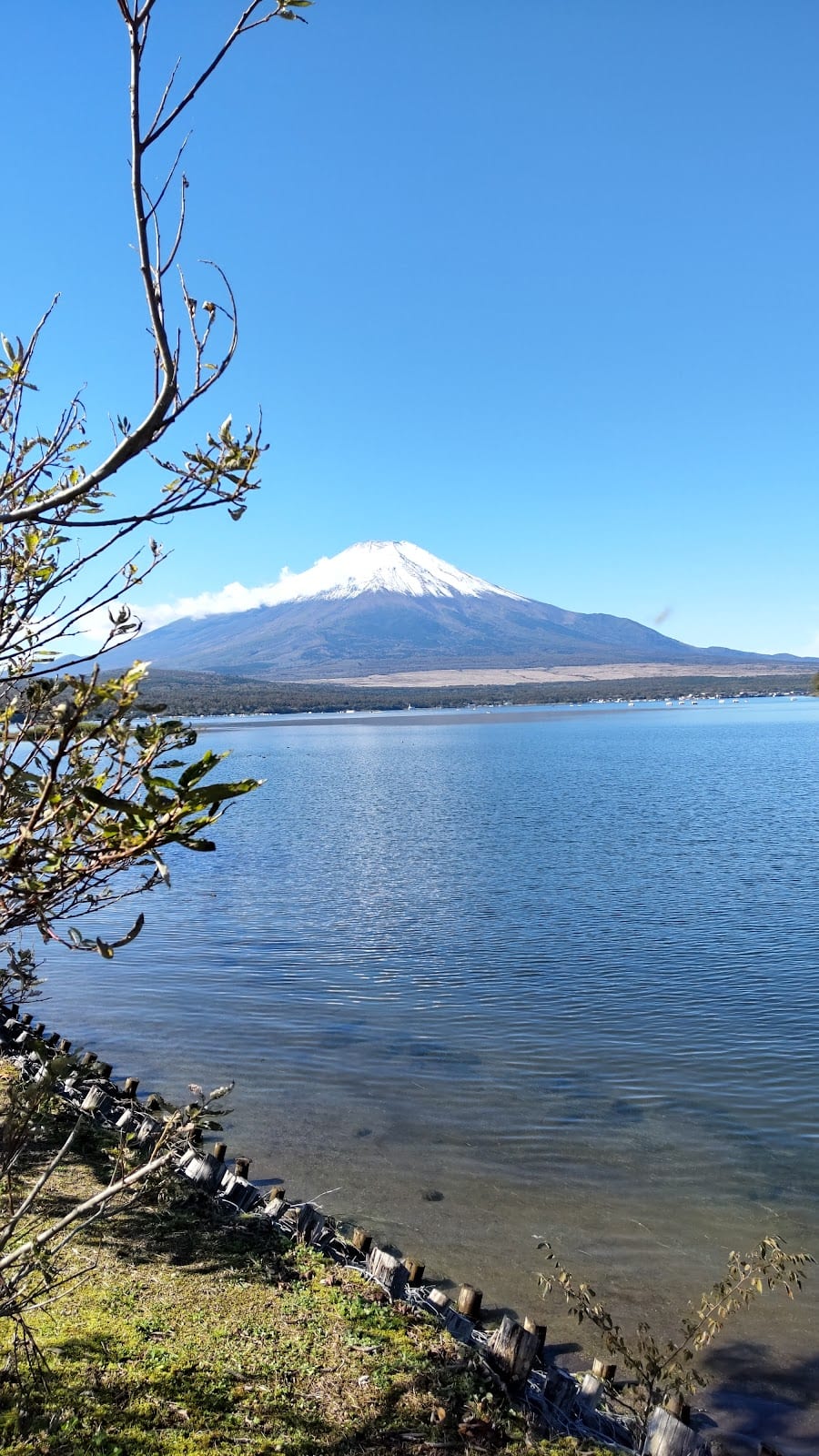 Mt. Fuji rising beyond the still blue water of Lake Kawaguchi, framed by branches.