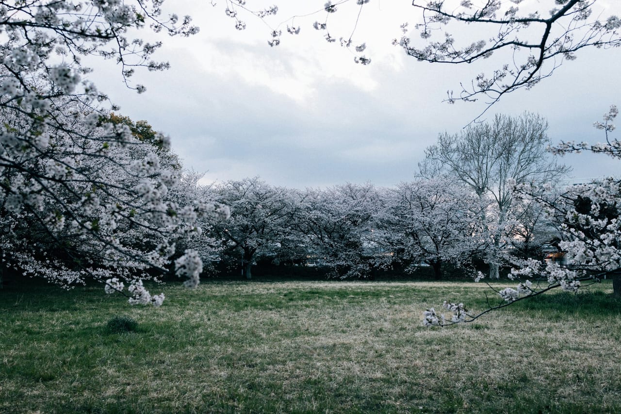 A broad open lawn ringed by blooming cherry trees stretches under a soft overcast sky in the garden.