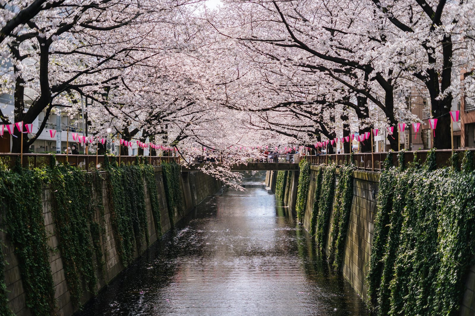 Cherry blossoms and lanterns over the Meguro River canal.