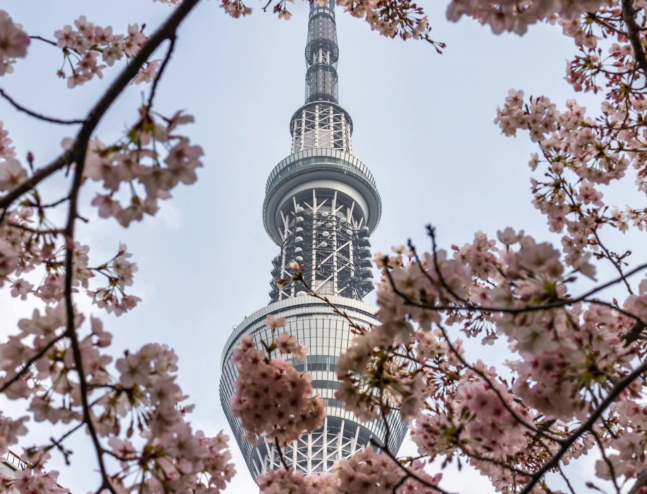 The Tokyo Skytree's slender white spire rises through a frame of pale-pink cherry blossoms against a deep blue sky.