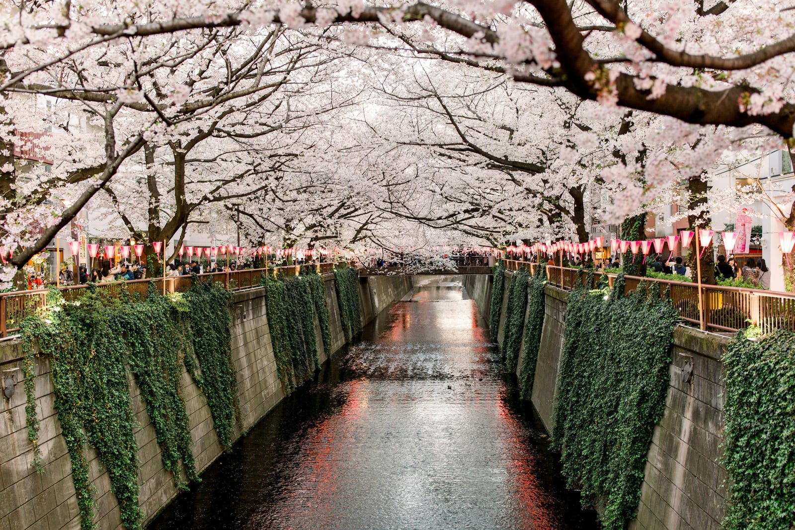A leafy canal-side street in Nakameguro, Tokyo.