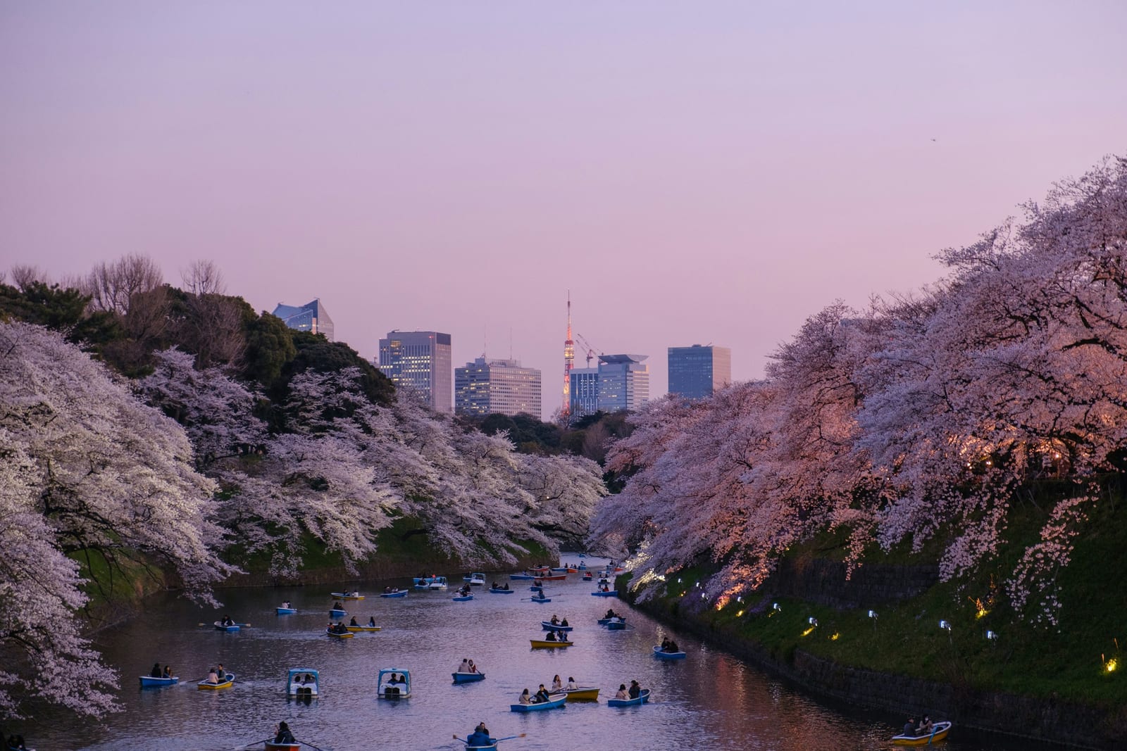 Rowboats among cherry blossoms on Shinobazu Pond in Ueno.