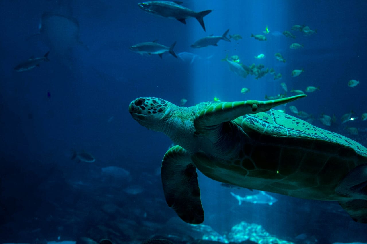 A sea turtle glides through the blue water of a large aquarium tank.