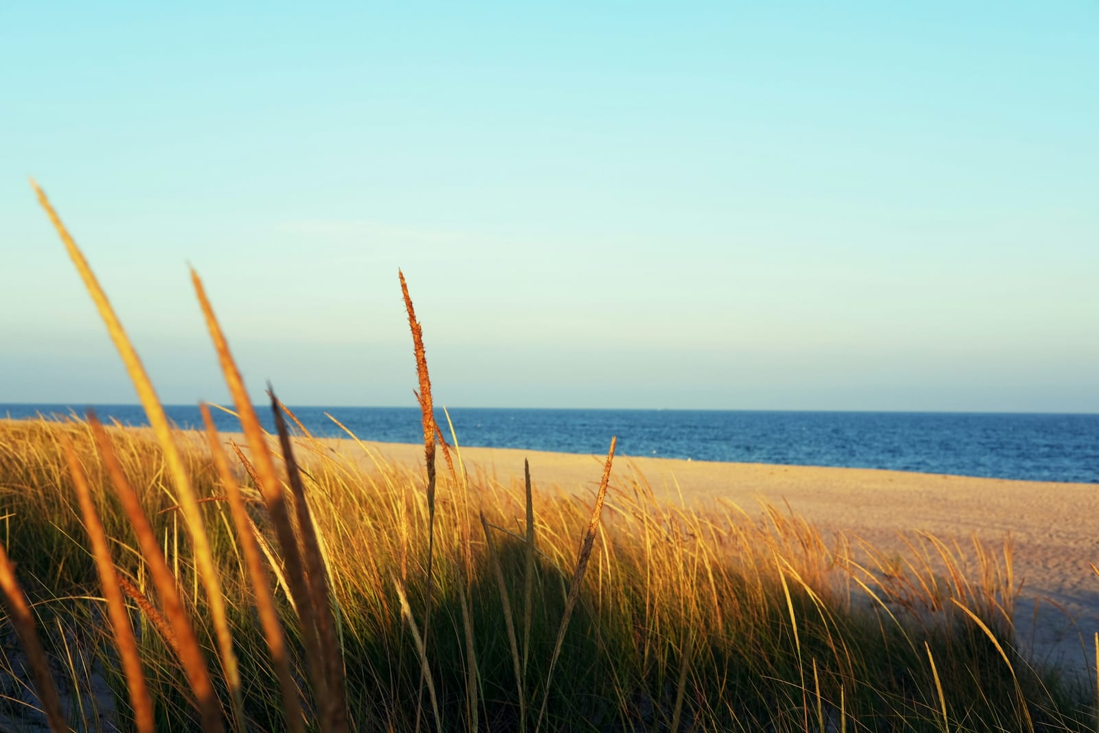 Beach grass and dunes frame a blue ocean under a clear sky.