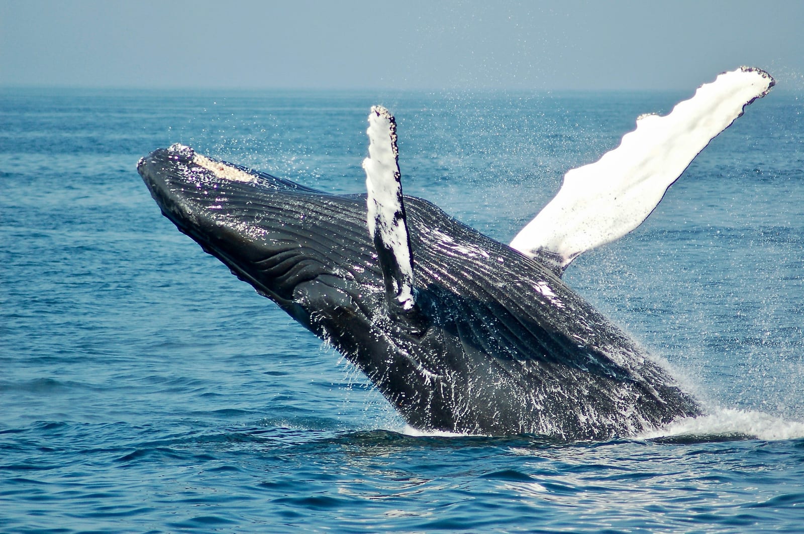 Humpback whale breaching off the coast of Boston
