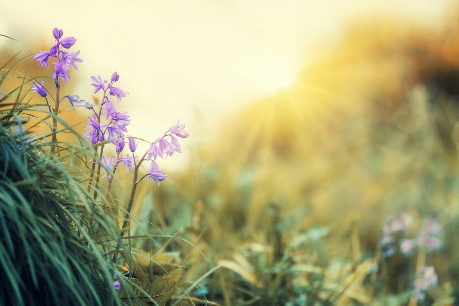 Purple spring flowers catch the sunlight in a grassy field.