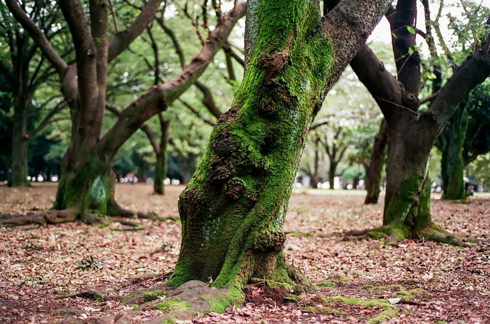 Moss-covered tree trunks in the green interior of Yoyogi Park.