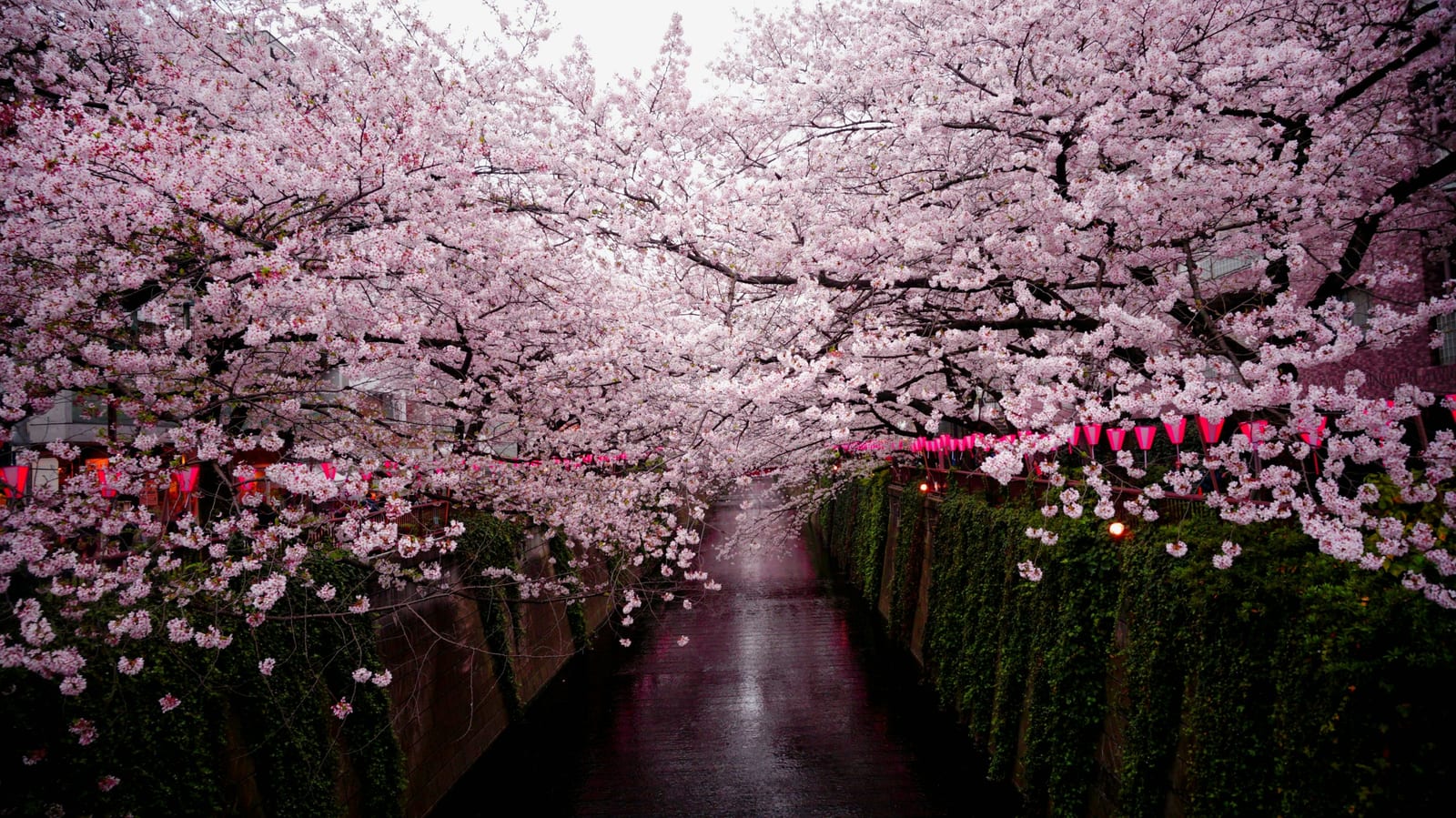 Cherry blossoms over a walkway in Ueno Park, Tokyo.