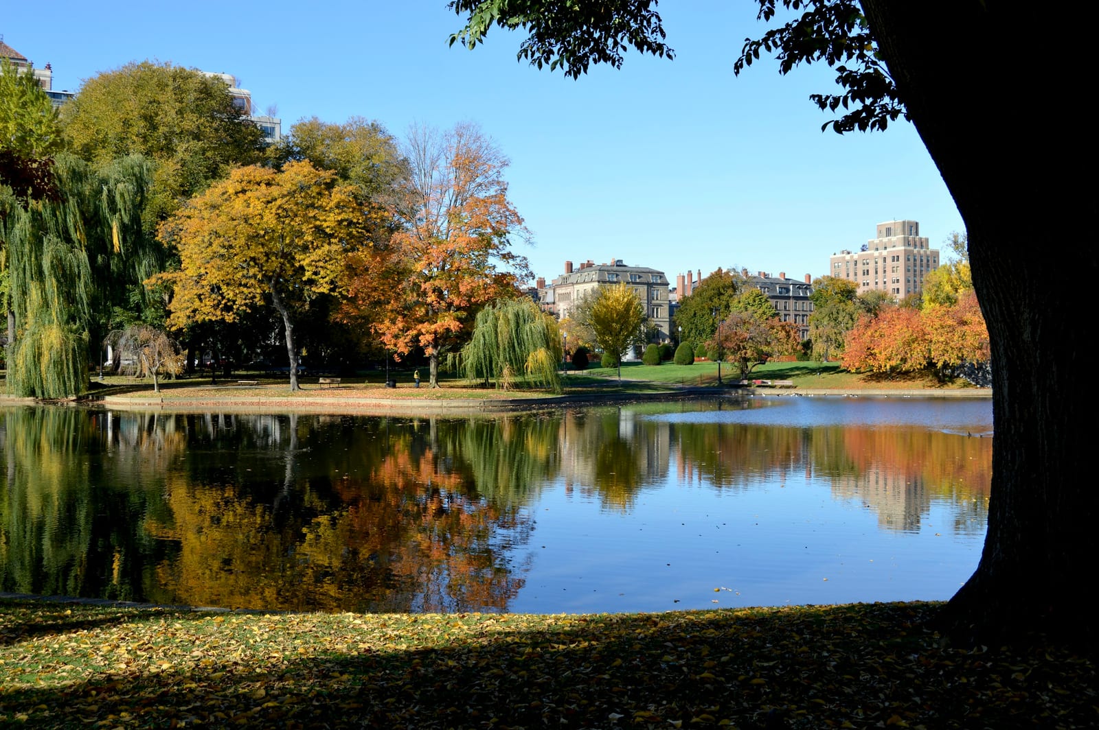 Boston Public Garden in autumn with golden and red foliage reflected in the lagoon.