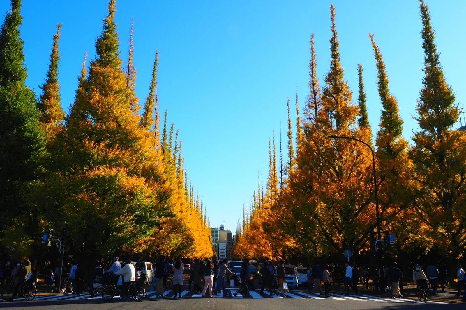 Golden ginkgo avenue at Meiji Jingu Gaien.