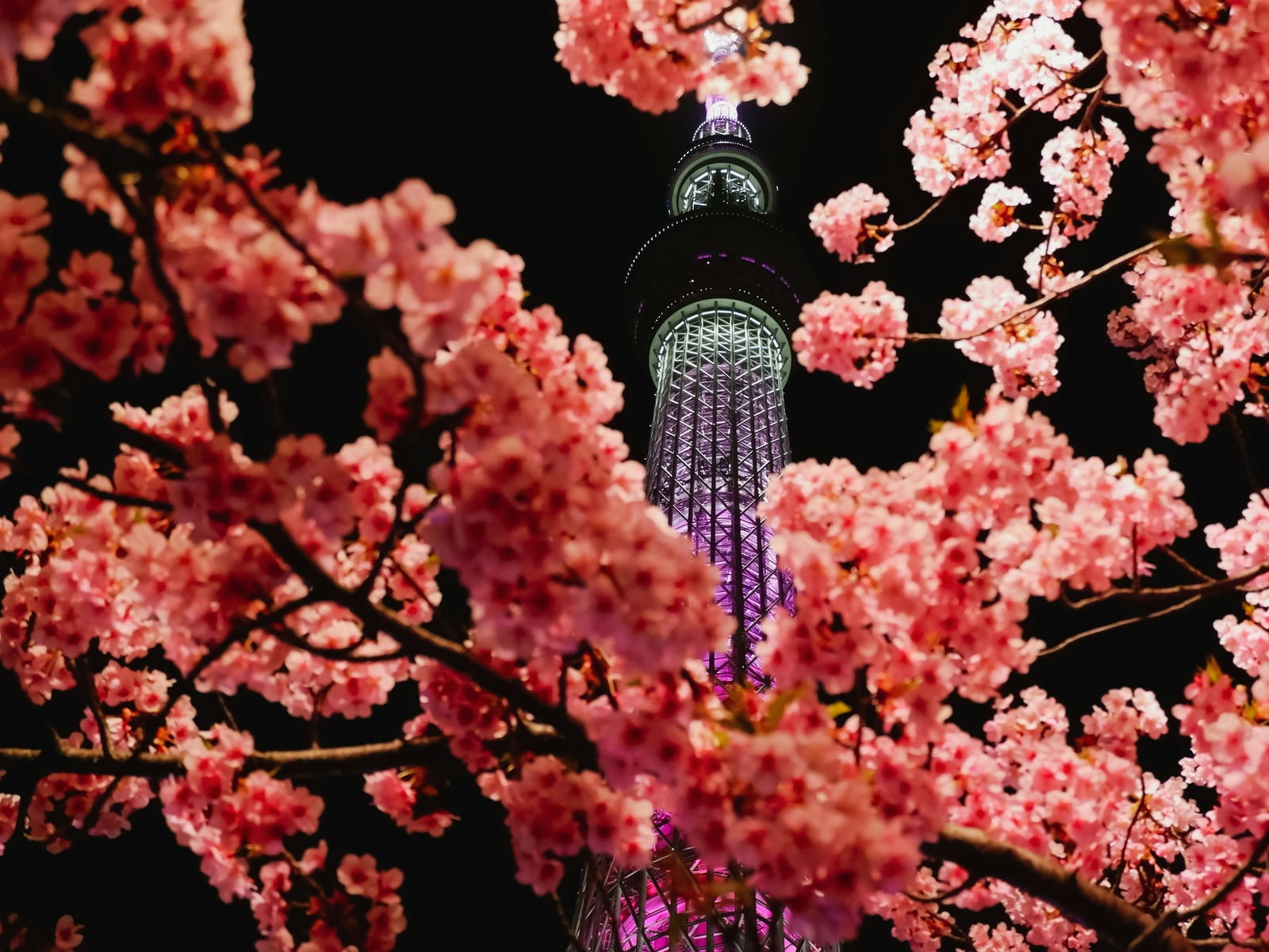 Tokyo Skytree lit at night above early cherry blossoms.