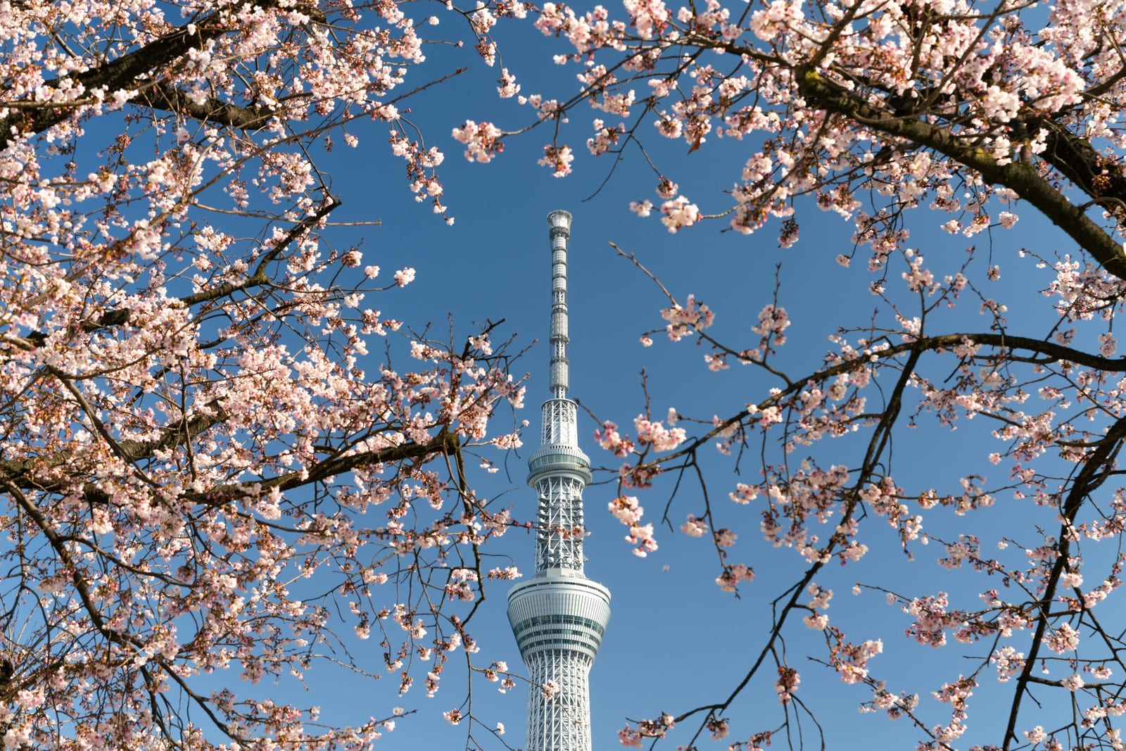 Tokyo Skytree framed by cherry blossoms at Sumida Park.