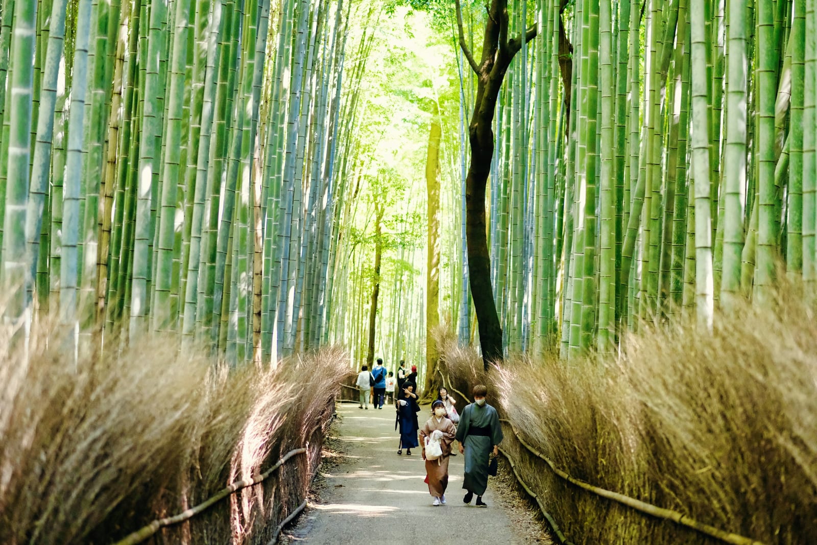 Visitors walking a path through the towering green stalks of Kyoto's Arashiyama bamboo grove.