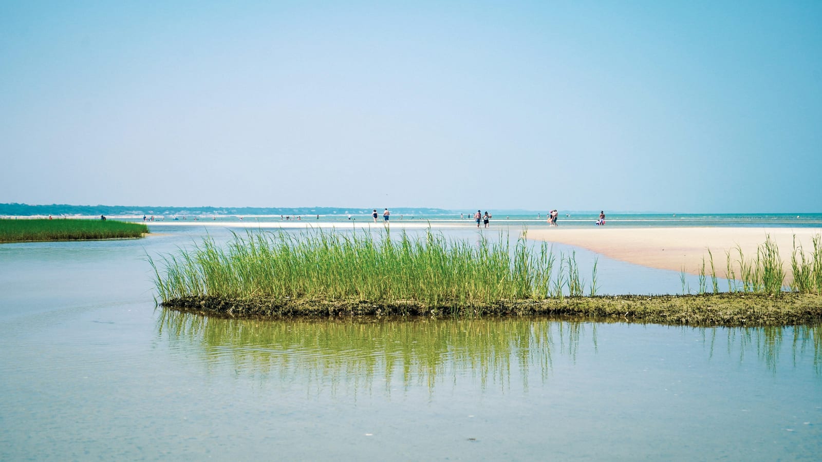 A patch of green marsh grass sits in shallow blue water near a distant sandy beach under clear skies.