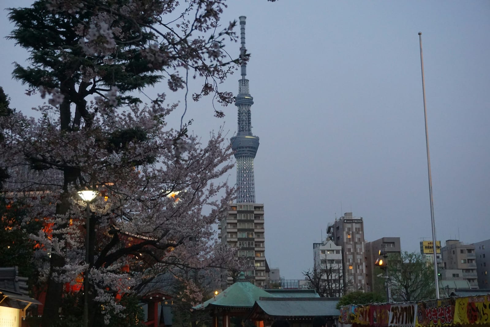 Tokyo Skytree lit at night above early cherry blossoms.