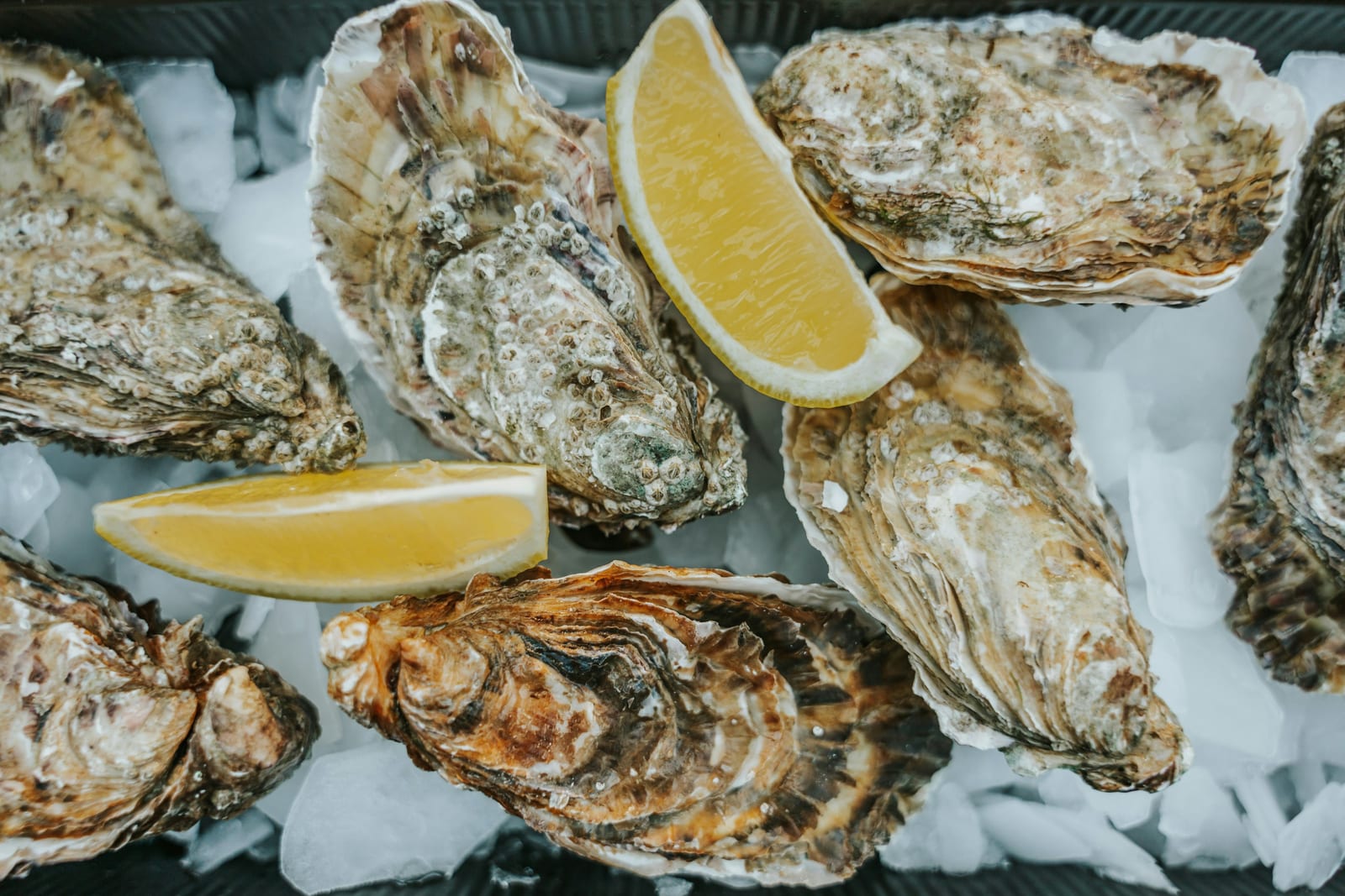 Close-up of shucked oysters on ice with two lemon wedges tucked among the shells.