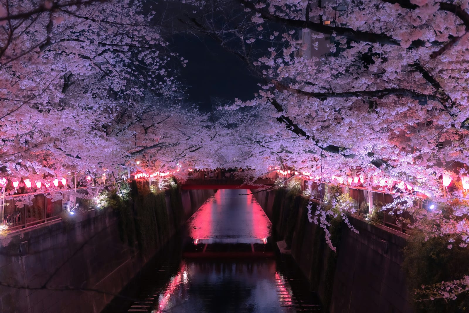 Cherry blossoms and boats on a Tokyo moat with the skyline behind.