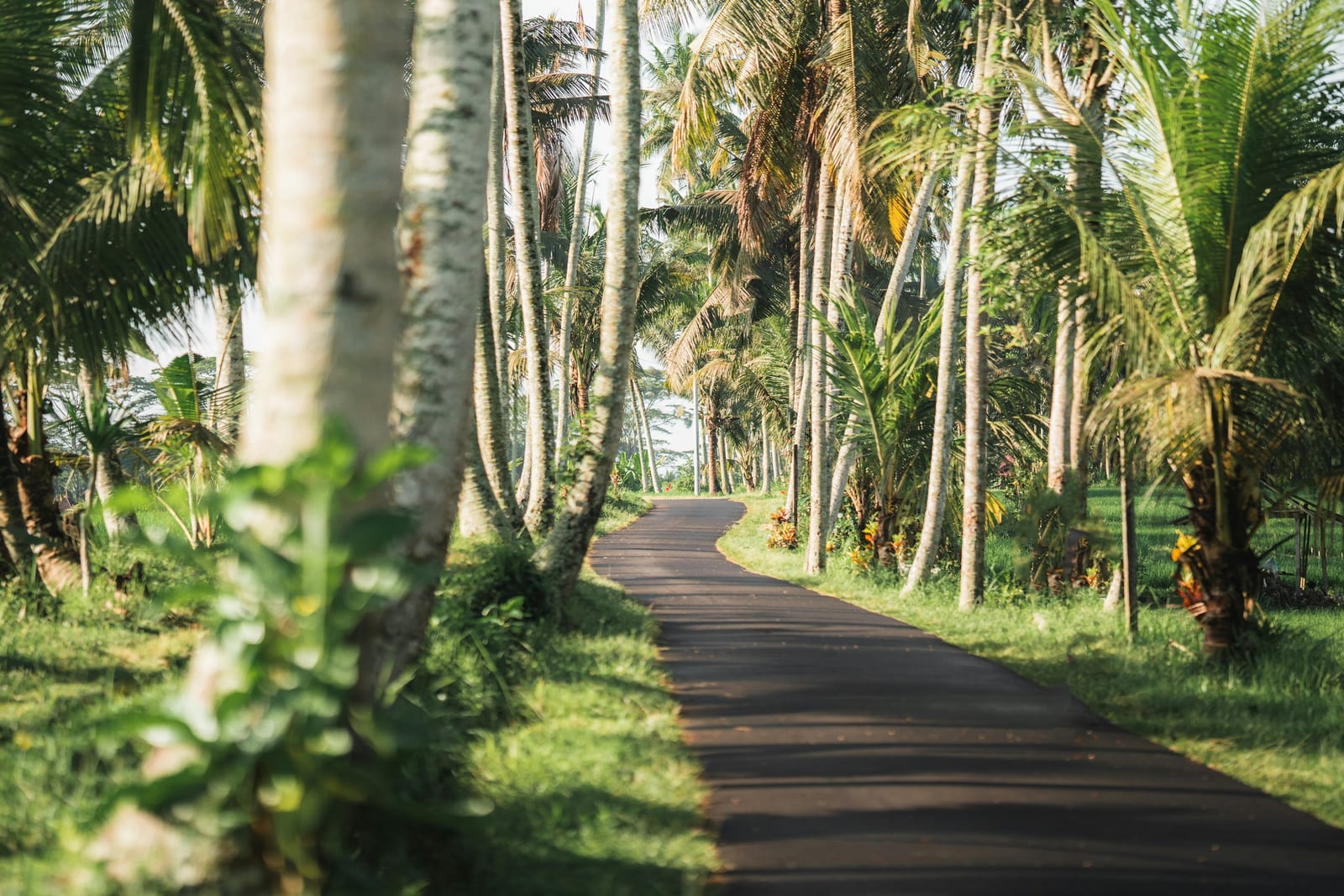 A sunny paved road runs through a lush grove of tropical palm trees.